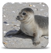 Donate Marine Mammal Stranding Harbor seal in need