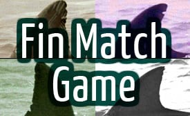 Fin Game