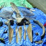 "Pitfall" Humpback Whale Skeleton whale skeleton, whale bones
