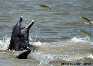 Grab it! by Leigh Torres Dolphin catching fish