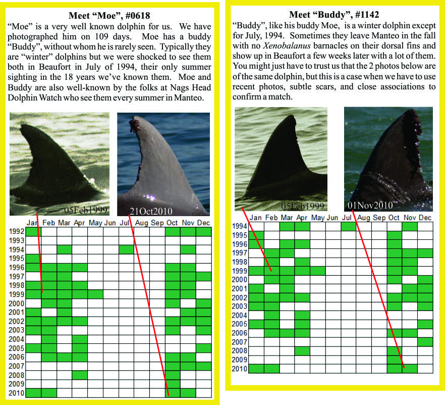 Moe & Buddy sighting histories in Beaufort