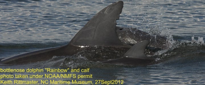 Rainbow & calf, 27Sept2012b