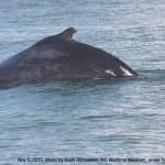 humpback whale cape lookout north carolina