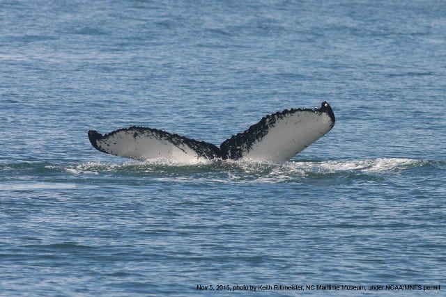north carolina humpback whale fluke
