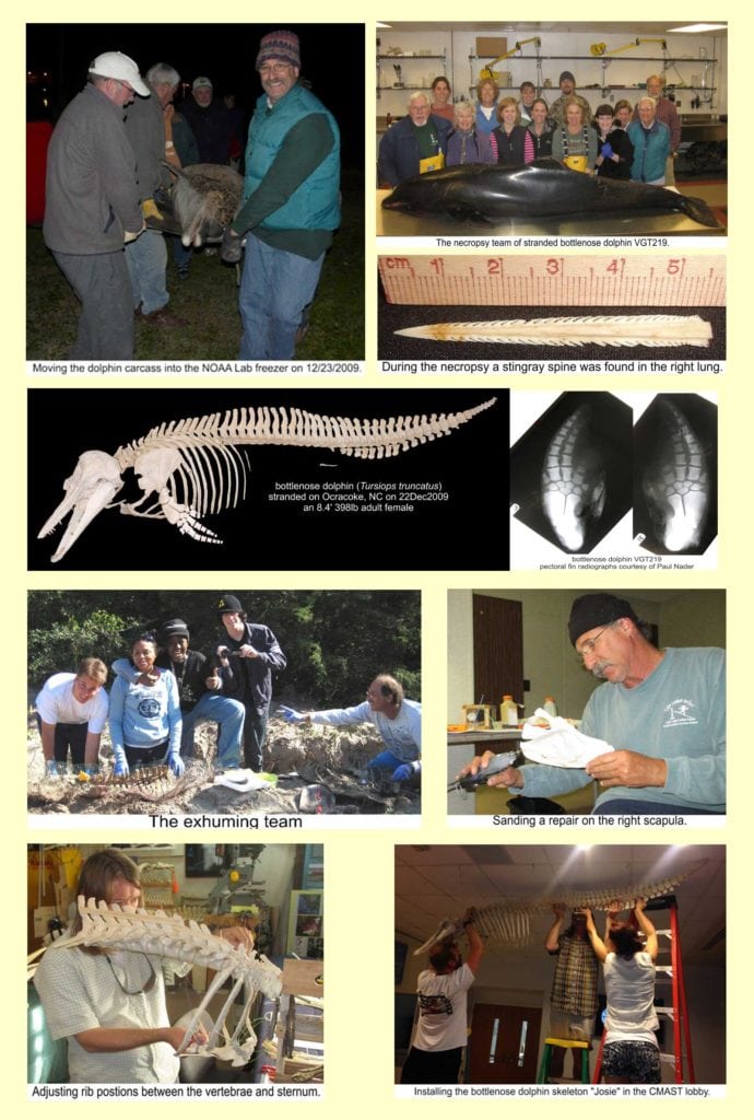 bottlenose dolphin, whale skeleton