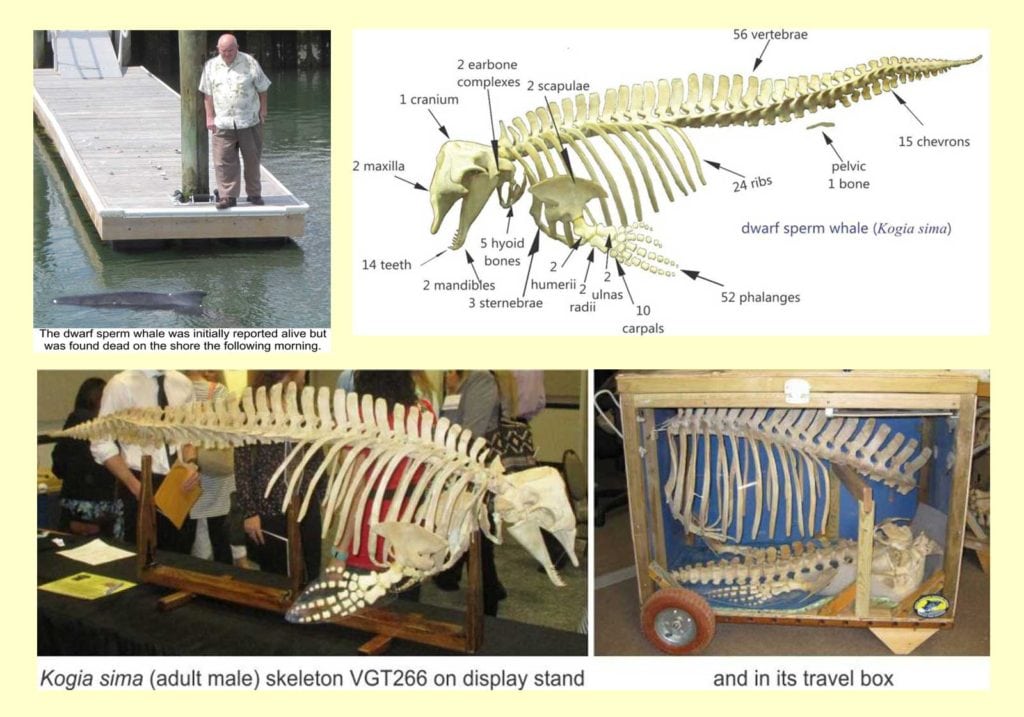 dwarf sperm whale, whale skeleton