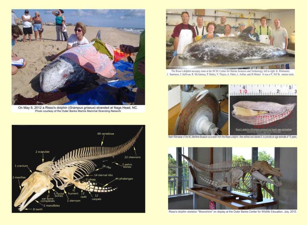 risso, whale skeleton